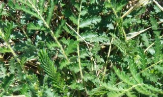 翻白草的功效 原来用处这么多