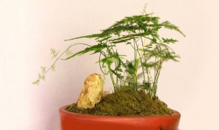 云竹的养殖方法和注意事项 种云竹的事项