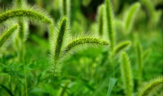 狗尾巴草的功效与作用 跟大家科普一下吧