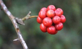 菝葜的功效与作用 你知道吗