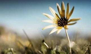 担当的经典句子 关于担当的说说