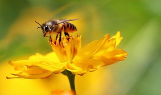 赞美蜜蜂勤劳的句子 形容蜜蜂勤劳的句子