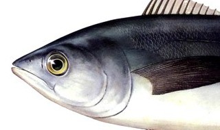 金枪鱼整条怎么保存 整条的金枪鱼怎么存放