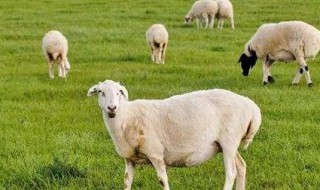 羊粪怎么保么保存 羊粪的再利用