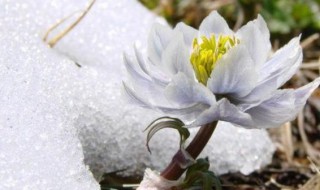 雪莲夏天怎么保存 雪莲的简介
