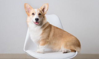 选好狗的方法 购买狗狗的挑选方法