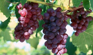 葡萄有哪些营养价值 葡萄营养价值介绍