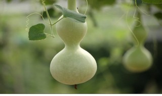 手捻葫芦怎么种植方法 手捻葫芦的种植方法