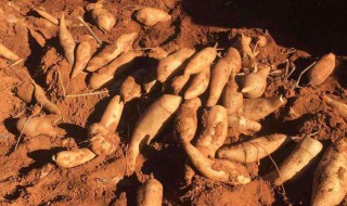 雪莲果怎么种植 种植的好办法