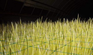 蒜黄的种植方法 蒜黄该怎么种植