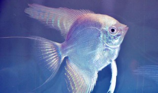 燕鱼繁殖正确方法 燕鱼繁殖正确方法是怎样的