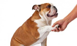 狗狗学习握手的方法 训练狗狗学习握手的方法介绍