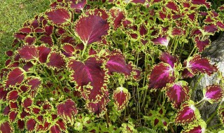 彩叶草的养殖方法和注意事项 彩叶草如何养殖