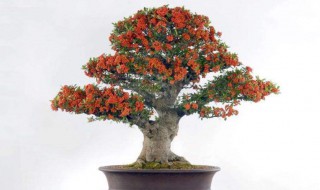 火棘盆景养殖方法 火棘盆景如何养殖