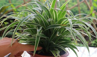 富贵椰子的养殖方法和注意事项 富贵椰子如何养殖