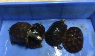 金石龟冬眠方法 金石龟冬眠的1种方法详解