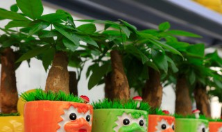 放在客厅最旺的植物 这几种植物招财又旺宅