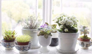 家里适合摆放的植物 适合摆放在家里的植物有哪些