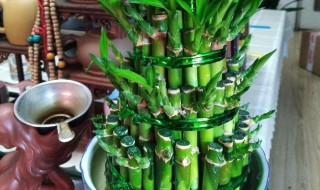 节节高怎么养才茂盛 节节高如何养殖