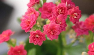 家中养什么花寓意好 寓意好的花有哪些