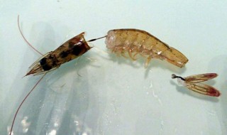 如何挑虾线水煮虾怎么做 挑虾线的方法