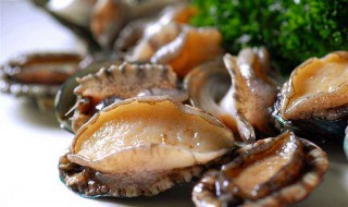 鲍鱼的营养功效和禁忌 什么人不能吃