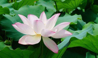 荷花怎么种 荷花怎么栽种