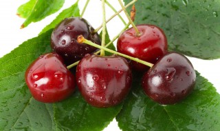 樱桃种子怎么发芽 如何让樱桃种子发芽