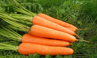 胡萝卜怎么种 胡萝卜种植方法介绍