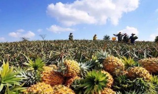 怎么种菠萝 菠萝的种法