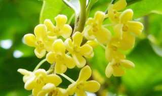 桂花嫁接最佳时间 桂花的嫁接时间