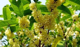 桂皮是桂花树的皮吗 桂皮是什么