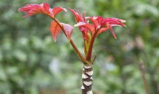 椿芽怎么做才香 香椿芽做法大全