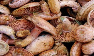 松树菌怎么保存一周 保存松树菌的妙招