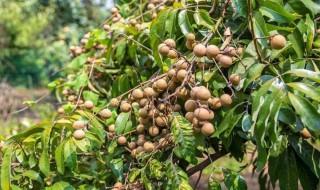 龙眼需要怎么保存 龙眼保存方法