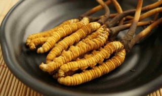 虫花草怎么保存 冬虫夏草保存方法