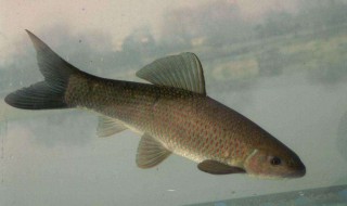 青鱼可以怎么做 红烧青鱼的做法