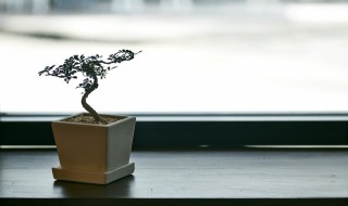 家里能养榕树盆景吗 家里适合养榕树盆景吗