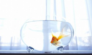 北方家里适合养什么鱼 北方家里适合养的鱼推荐