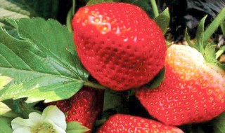 草莓种子怎么种 种植的方法有哪些呢
