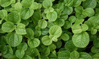 新鲜薄荷叶泡水的功效 新鲜薄荷叶泡水的功效简述