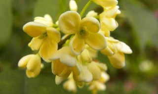 桂花的种类有哪些 桂花的种类有什么