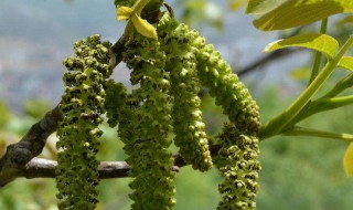 核桃花怎么处理才能吃 可以怎么吃呢