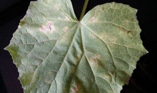 叶子黄斑怎么处理 叶子黄斑解决方法