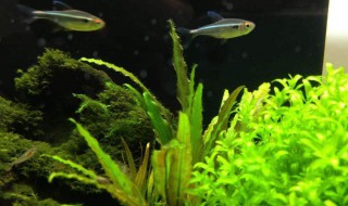 水草泥发黄怎么处理 水草泥发黄处理方法