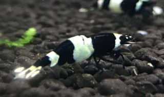 黑虎虾要怎么处理 黑虎虾的处理方法