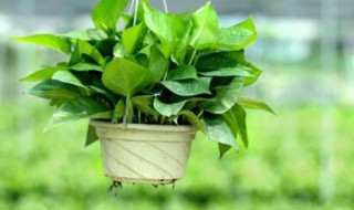 适合懒人养的室内植物 好养活还精华空气