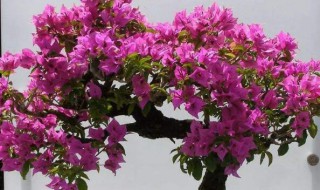 家里种三角梅吉利吗 家里种三角梅好不好