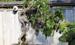 新手适合什么盆景 初学者养什么盆景好