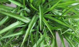 家门口放花盆风水 家门口放花盆有什么风水讲究